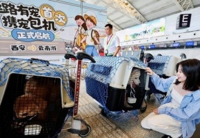 带上萌宠出游，你的城市对“宠物友好”吗？