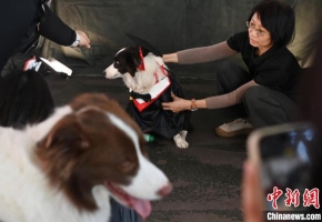 第六届广东省宠物文化节在广州举行