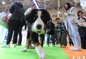 萌宠来袭 世界宠物展亮相南京