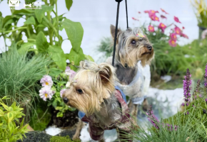 鸿威·世界宠物博览会（徐州站）即将盛大启幕！
