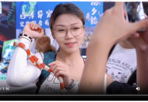 “异”军突起！蛇、蜥蜴、蜘蛛成宁波年轻人新宠