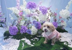 世宠会·南京宠物展明日启幕 参观指南出炉，解锁宠界嘉年华