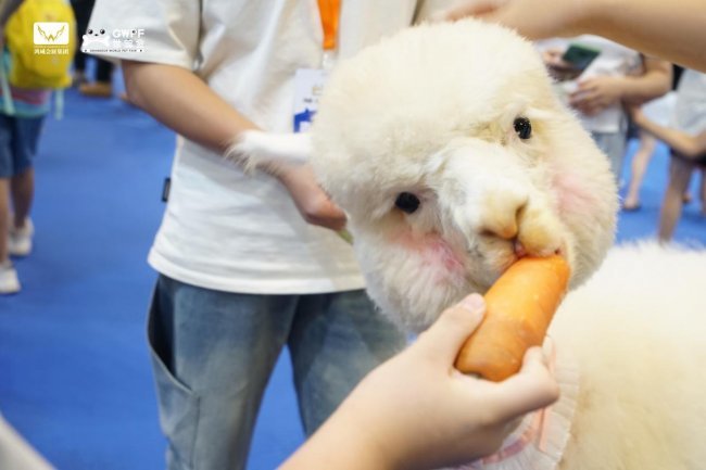 问鼎pg官网